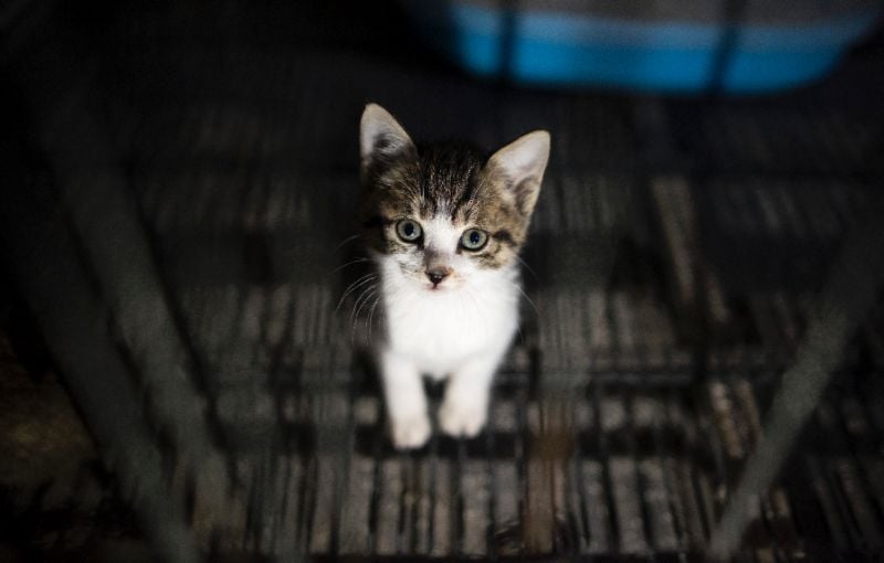 shops will only be allowed to deal with animal welfare shelters or the primary breeders of the pet photo afp