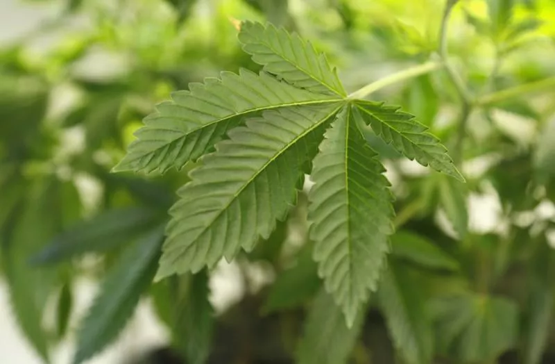 a thriving marijuana plant is seen at a grow operation in denver colorado december 31 2013 photo reuters a thriving marijuana plant is seen at a grow operation in denver colorado december 31 2013 photo reuters