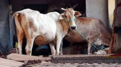 pregnant cow raped in india pregnant cow raped in india