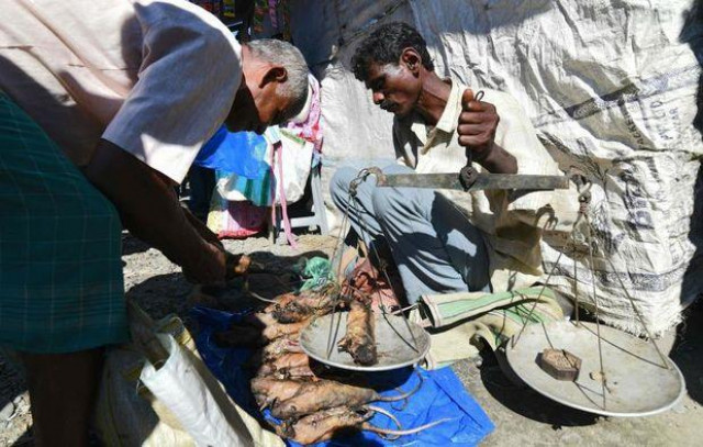 an indian tea tribe vendor sells cooked and uncooked rats at a weekly market in kumarikata village along the indo bhutan border some 90km from guwahati assam photo afp an indian tea tribe vendor sells cooked and uncooked rats at a weekly market in kumarikata village along the indo bhutan border some 90km from guwahati assam photo afp