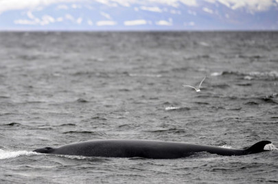 japan announces iwc withdrawal will resume commercial whaling japan announces iwc withdrawal will resume commercial whaling