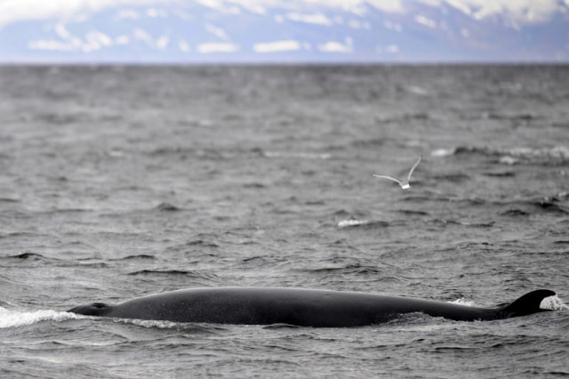japan will not be able to continue the so called scientific research hunts in the antarctic that it has been exceptionally allowed as an iwc member under the antarctic treaty photo afp japan will not be able to continue the so called scientific research hunts in the antarctic that it has been exceptionally allowed as an iwc member under the antarctic treaty photo afp