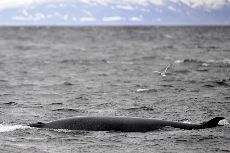 japan will not be able to continue the so called scientific research hunts in the antarctic that it has been exceptionally allowed as an iwc member under the antarctic treaty photo afp