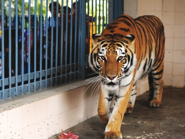 the zoo s boundary wall will be adorned with paintings and sign boards photo file