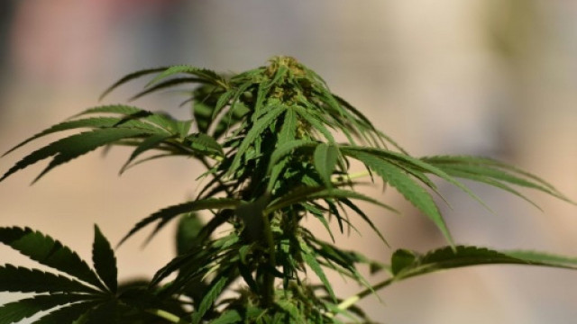 thailand 039 s national assembly legalised the use of marijuana and kratom a traditional herb for research and medical use photo afp thailand 039 s national assembly legalised the use of marijuana and kratom a traditional herb for research and medical use photo afp