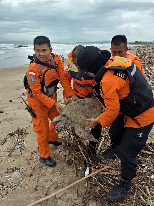 rescuers carrying out one of eighteen stranded sea turtles on the beach in kalianda after the turtles were found washed ashore after a tsunami hit the west coast of indonesia 039 s java island photo afp