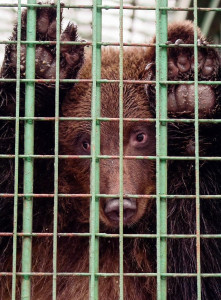 a shelter for wild animals in russia a shelter for wild animals in russia