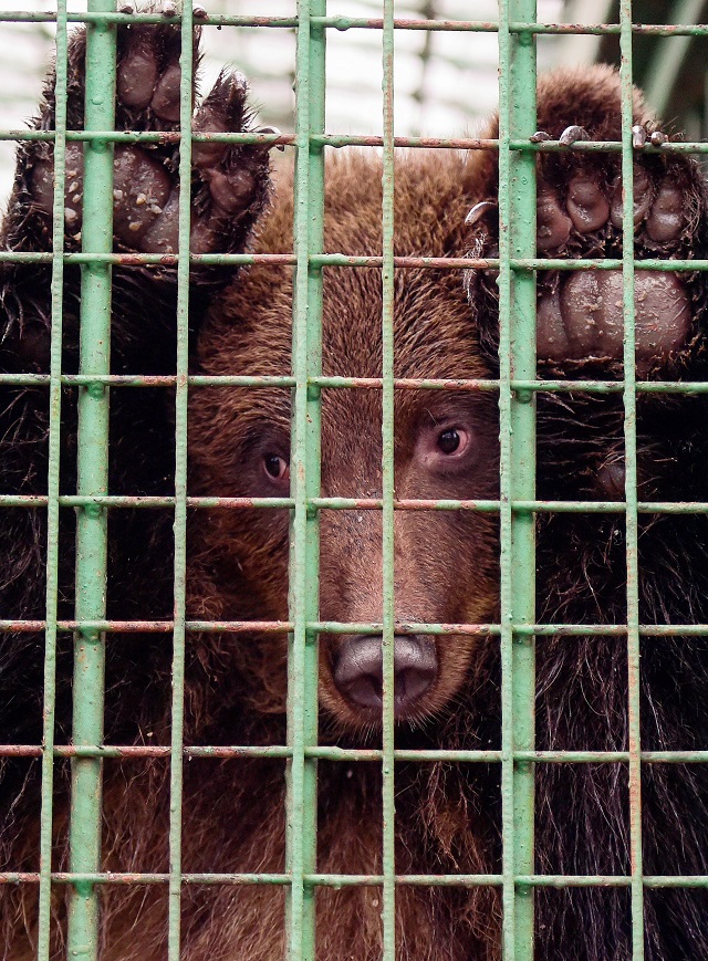 a brown bear looks out the cage at veles photo afp