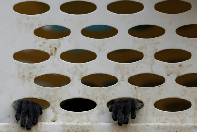 the trafficking and consumption of rare and endangered species including monkeys is widespread in vietnam as many still believe in the healing and medicinal qualities of the animals 039 body parts photo afp the trafficking and consumption of rare and endangered species including monkeys is widespread in vietnam as many still believe in the healing and medicinal qualities of the animals 039 body parts photo afp
