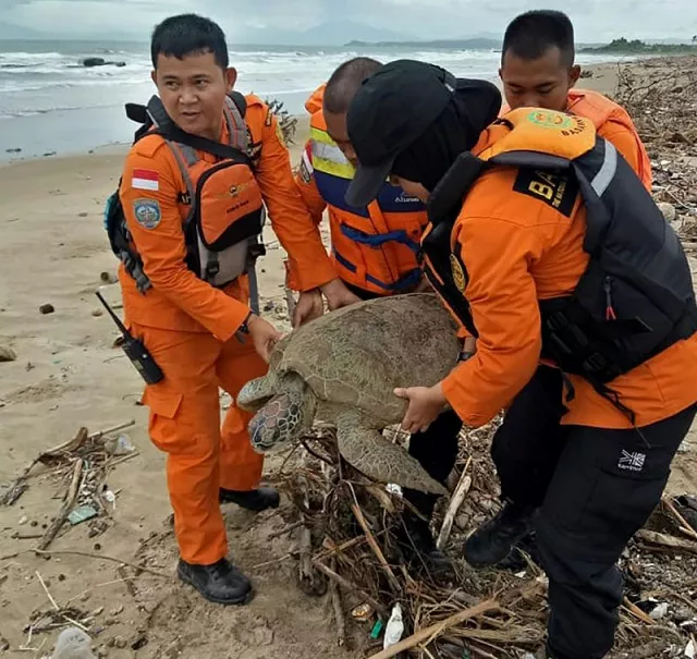 it took four staff to haul the giant sea turtle back to sea after it became trapped in a pile of marine trash in the wake of indonesia 039 s deadly tsunami photo afp it took four staff to haul the giant sea turtle back to sea after it became trapped in a pile of marine trash in the wake of indonesia 039 s deadly tsunami photo afp