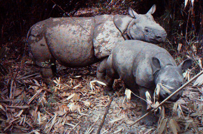 indonesia tsunami raises fears for endangered javan rhino indonesia tsunami raises fears for endangered javan rhino