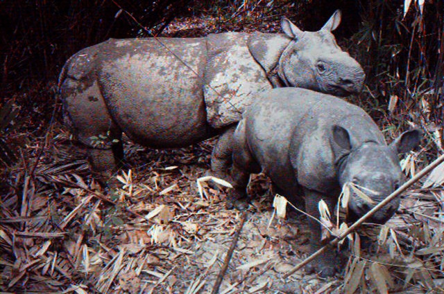 the latest killer tsunami in indonesia has put pressure on conservationists to ramp up a longstanding plan to find a suitable secondary habitat for the javan rhino photo afp the latest killer tsunami in indonesia has put pressure on conservationists to ramp up a longstanding plan to find a suitable secondary habitat for the javan rhino photo afp