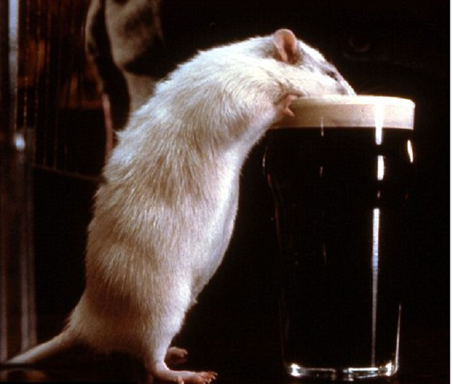 indian police claim rats drank 1 000 litres of liquor seized from outlaws