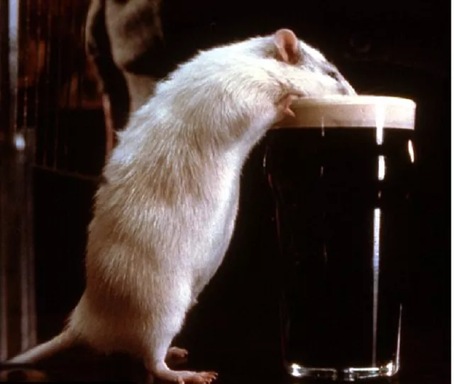 expert says rats cannot consume alcohol in such a large quantity as being stated by the authorities photo mail online expert says rats cannot consume alcohol in such a large quantity as being stated by the authorities photo mail online