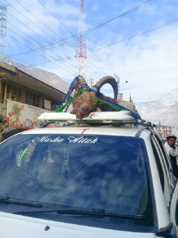 trophy hunter downs immense strength markhor in chitral trophy hunter downs immense strength markhor in chitral