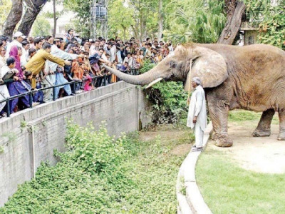 annual report reveals 10 per cent rise in lahore zoo revenue annual report reveals 10 per cent rise in lahore zoo revenue