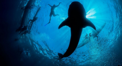 16 foot long dead whale shark disappears before reaching karachi harbour 16 foot long dead whale shark disappears before reaching karachi harbour