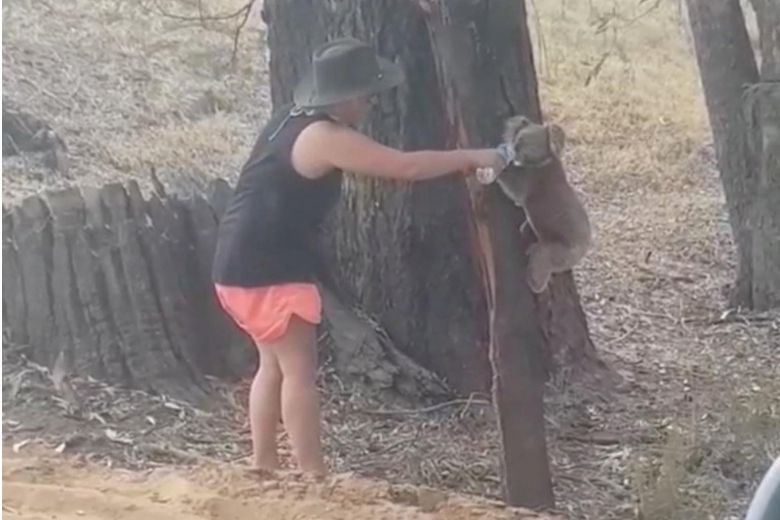 local chantelle lowrie posted on facebook footage of herself giving water to the koala who drank from the bottle before climbing back up the tree photo reuters