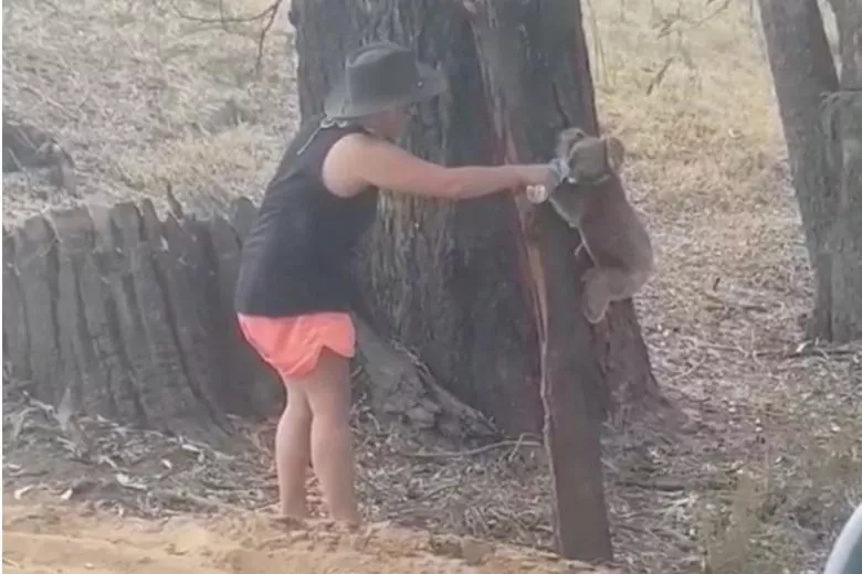local chantelle lowrie posted on facebook footage of herself giving water to the koala who drank from the bottle before climbing back up the tree photo reuters local chantelle lowrie posted on facebook footage of herself giving water to the koala who drank from the bottle before climbing back up the tree photo reuters