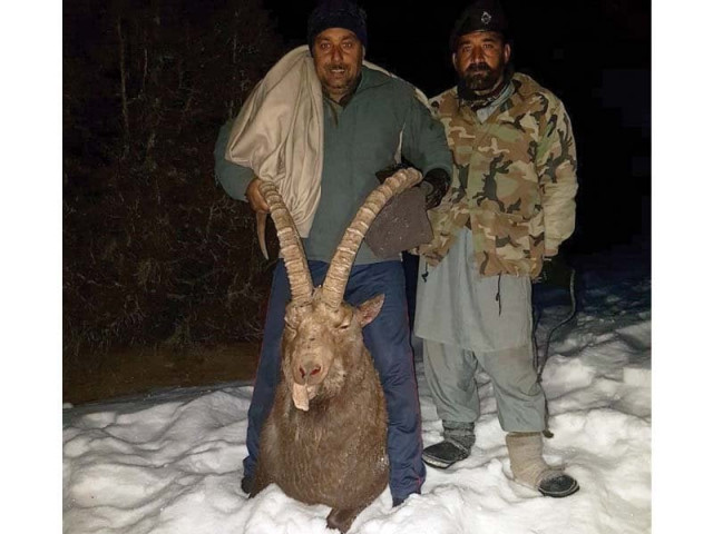 hunter maqsood ali poses with the himalayan ibex he shot under trophy hunting scheme photo express hunter maqsood ali poses with the himalayan ibex he shot under trophy hunting scheme photo express