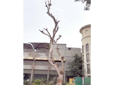 man fined rs10 000 for trying to cut 50 year old tree man fined rs10 000 for trying to cut 50 year old tree