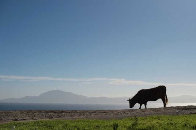 stop eating beef for huge benefits to human health and the environment the world economic forum said photo afp stop eating beef for huge benefits to human health and the environment the world economic forum said photo afp