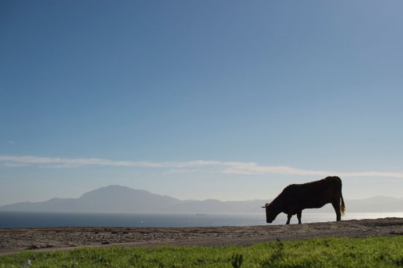 stop eating beef for huge benefits to human health and the environment the world economic forum said photo afp