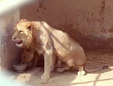 lahore s safari park decides to euthanise ailing lion pair lahore s safari park decides to euthanise ailing lion pair