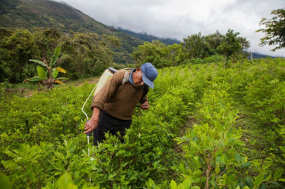 bolivian bees under threat from coca pesticides