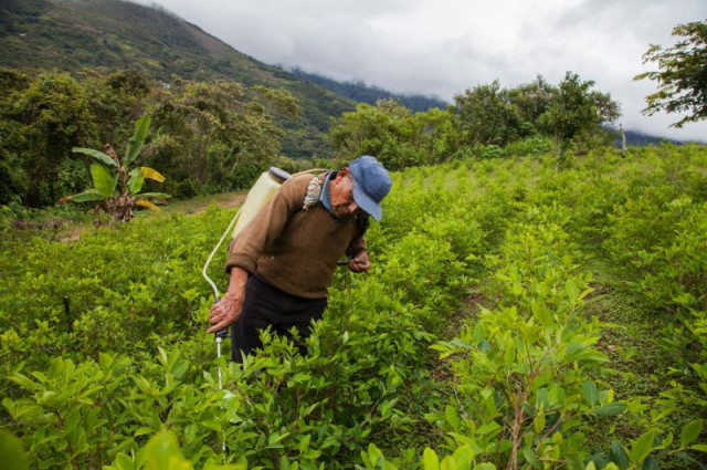 a coca grower sprays his crop outside coroico bolivia where the increased use of pesticides is threatening the survival of bees photo afp a coca grower sprays his crop outside coroico bolivia where the increased use of pesticides is threatening the survival of bees photo afp