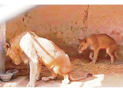 a difficult decision safari park to euthanise crippled lion pair