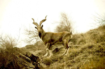 hunted markhor succumbs to bullet wounds in chitral veterinary hospital hunted markhor succumbs to bullet wounds in chitral veterinary hospital