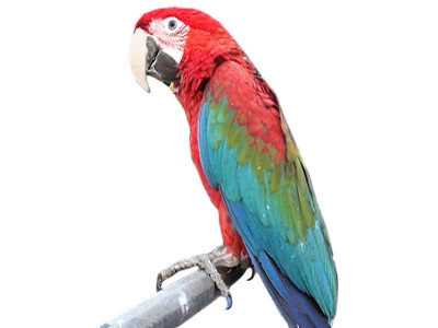 anti encroachment aftermath when men fight animals suffer anti encroachment aftermath when men fight animals suffer