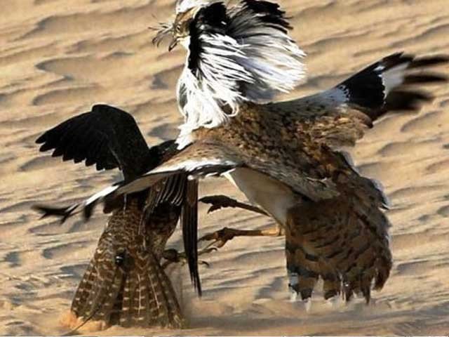 fee collection process from foreigners hunting houbara bustard initiated