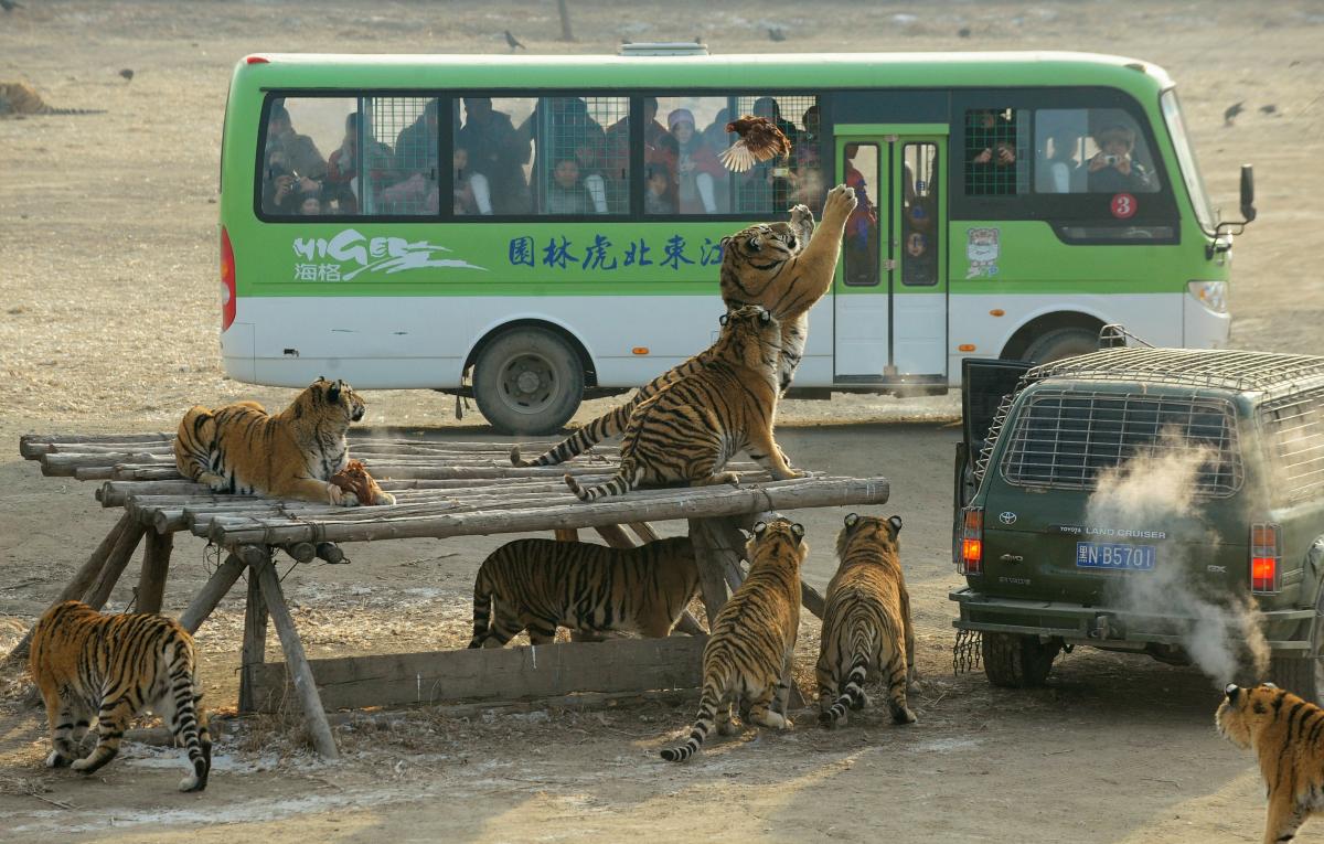 visitors watch from a bus as siberian tigers try to catch a chicken at the siberian tiger park in harbin heilongjiang province china photo reuters