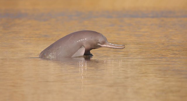 indus dolphin photo wwf pakistan