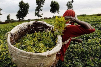 envoy seeks to boost market share of sri lankan tea to 20 envoy seeks to boost market share of sri lankan tea to 20