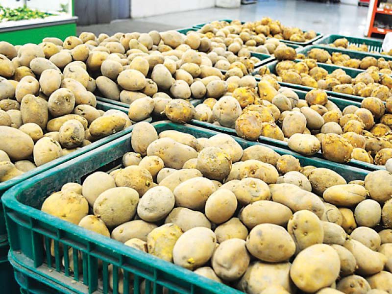 it was agreed that china would urgently initiate the process of potato export to china after fulfilling the sps requirements photo file