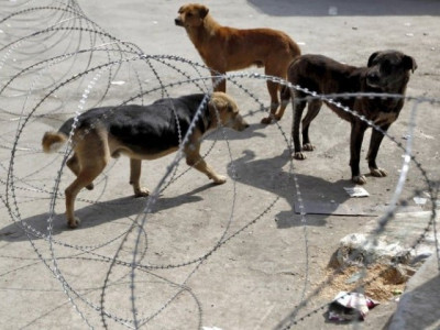 stray dogs become a nuisance for pindi people stray dogs become a nuisance for pindi people