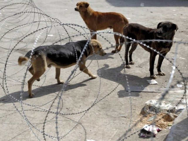 the number of stray dogs in our area is increasing with each passing day says local resident photo file