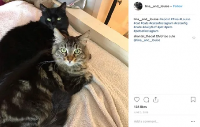 cats living swank in their own silicon valley apartment cats living swank in their own silicon valley apartment