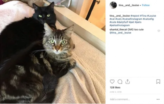 tina and louise are living in their own apartment in san jose california rent is 1 500 photo tina and louise instagram tina and louise are living in their own apartment in san jose california rent is 1 500 photo tina and louise instagram