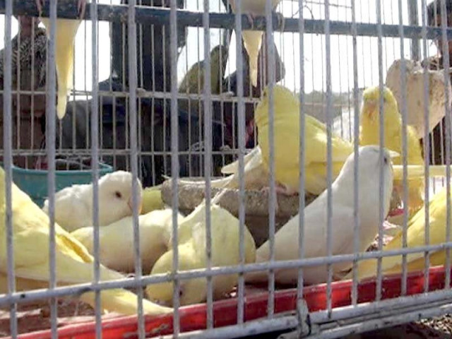 birds in their cages up for sale in the new marketplace which is soon to be named as empress view bird market photos express birds in their cages up for sale in the new marketplace which is soon to be named as empress view bird market photos express