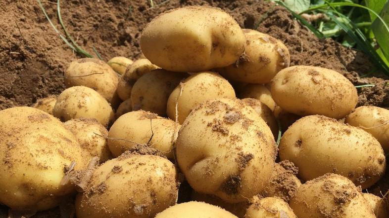 potatoes photo reuters