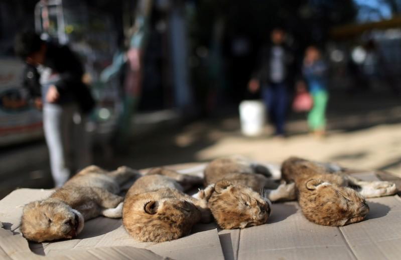 bodies of four baby lion cubs that died in a zoo are seen in the southern gaza strip photo reuters