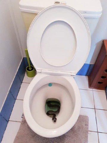 carpet python found in a toilet in brisbane australia photo courtesy facebook brisbanesnakecatchers carpet python found in a toilet in brisbane australia photo courtesy facebook brisbanesnakecatchers
