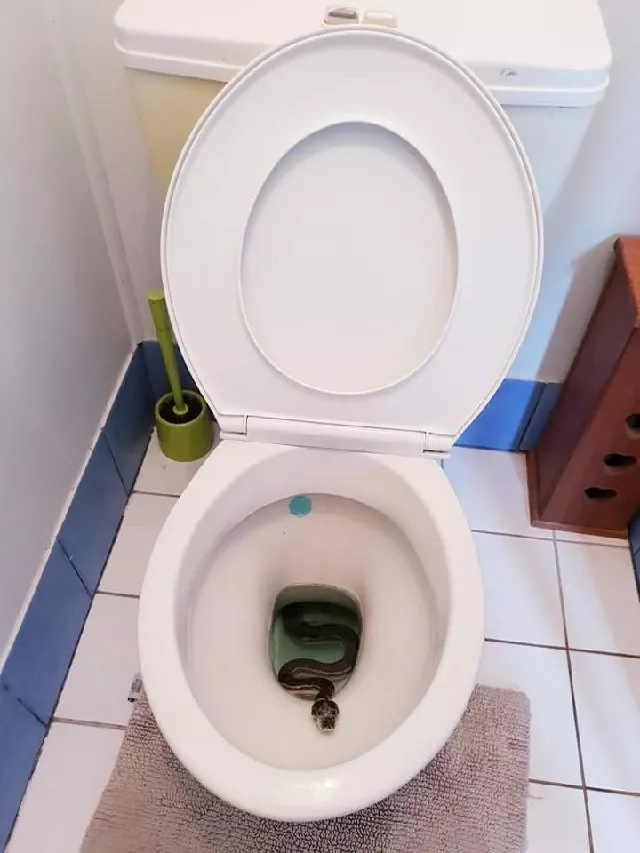 carpet python found in a toilet in brisbane australia photo courtesy facebook brisbanesnakecatchers
