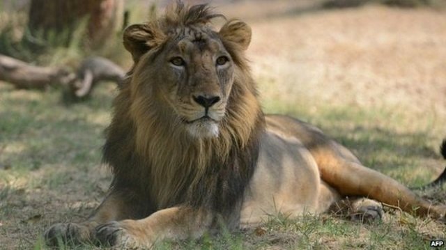 asiatic lion photo afp