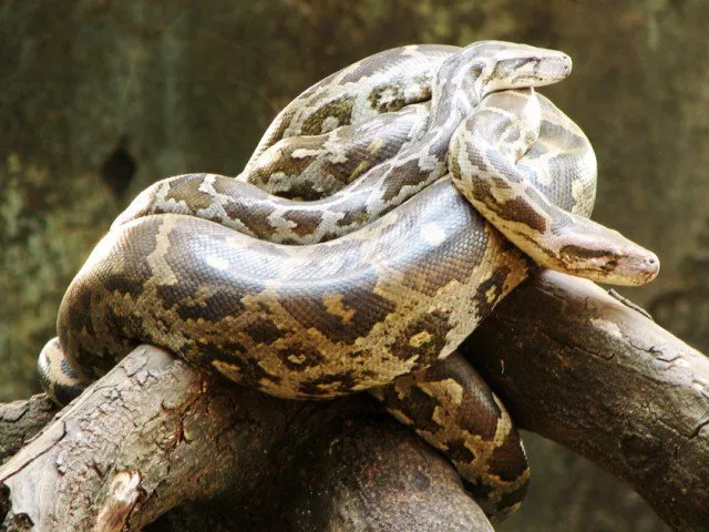 indian rock python was completely fine the night before it died according to zoo administration photo file indian rock python was completely fine the night before it died according to zoo administration photo file