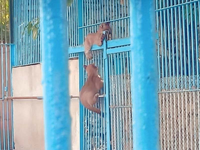 canadian puma cubs welcomed at karachi s korangi zoo canadian puma cubs welcomed at karachi s korangi zoo